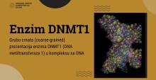 Enzim_DNA_metilacija